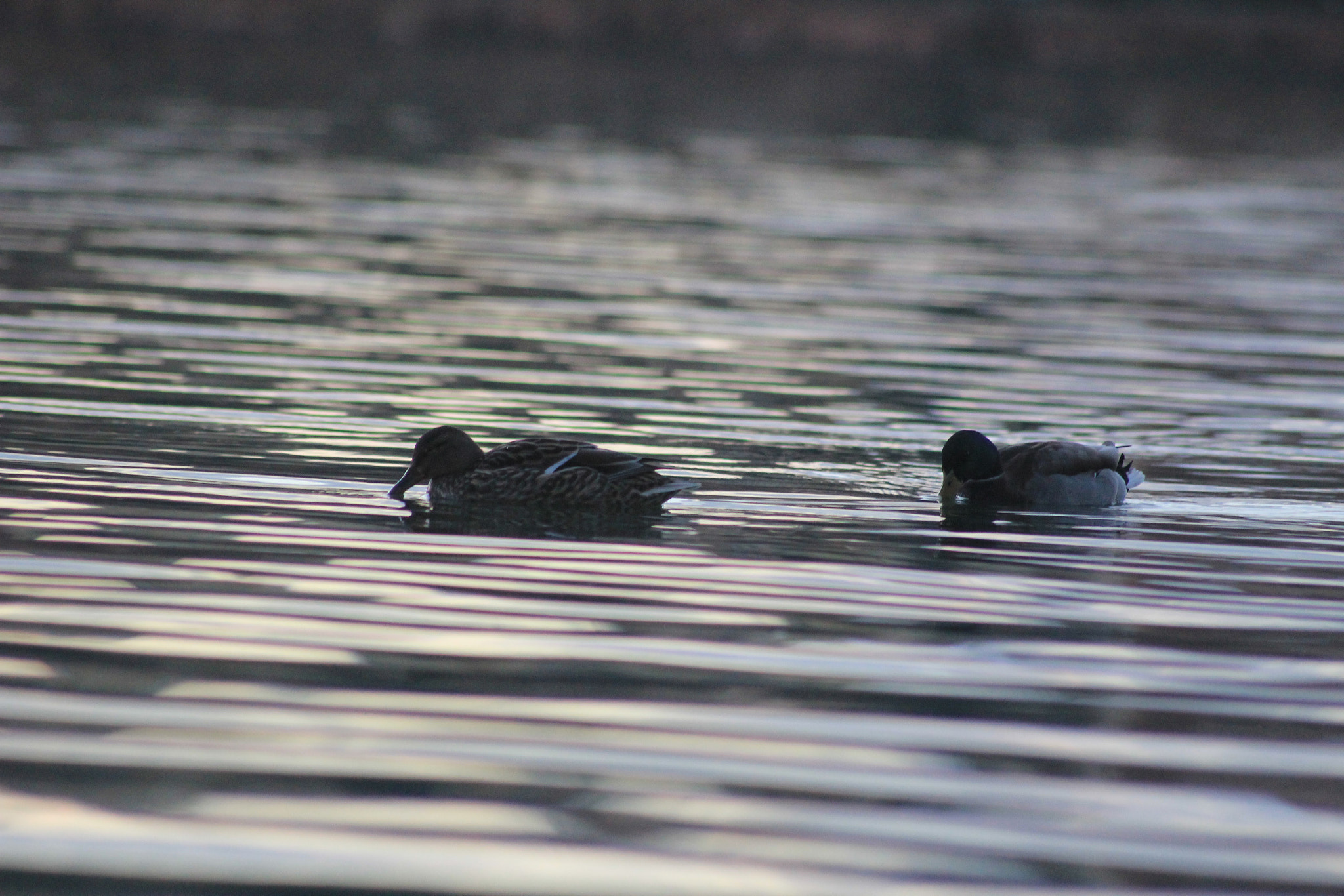 Canon EOS 550D (EOS Rebel T2i / EOS Kiss X4) sample photo. 😊 photography