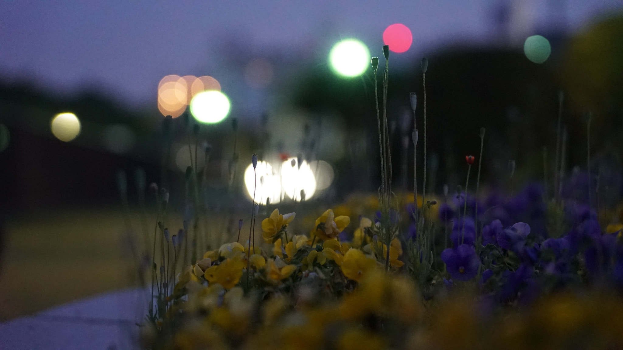 Sony a7S II sample photo. Practice_1 photography