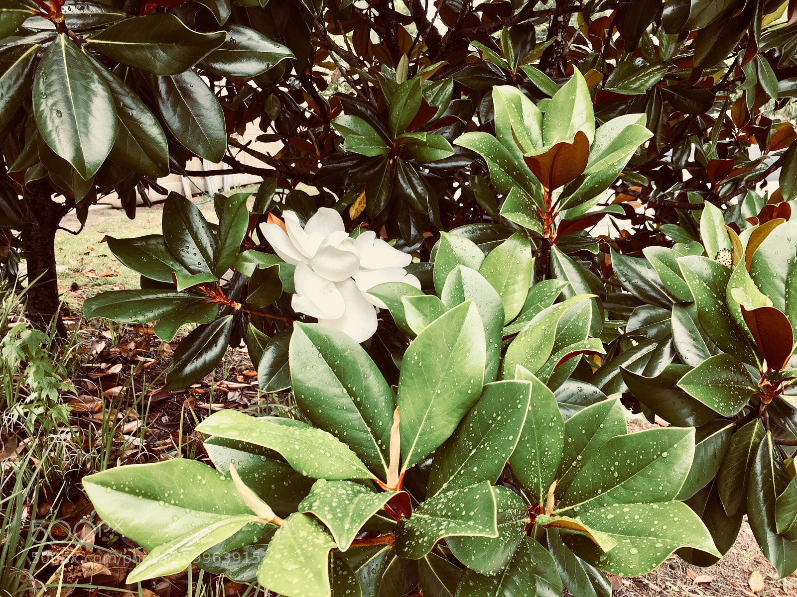 Apple iPhone 6s Plus sample photo. Magnolia kissed by the photography