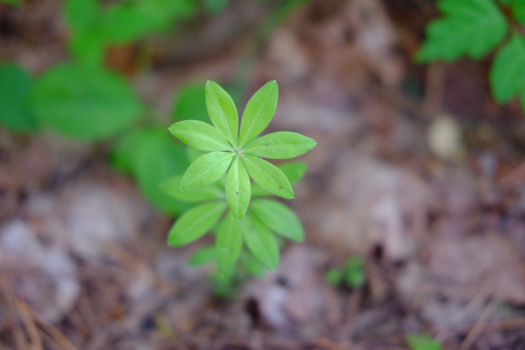 Fujifilm X-A1 sample photo