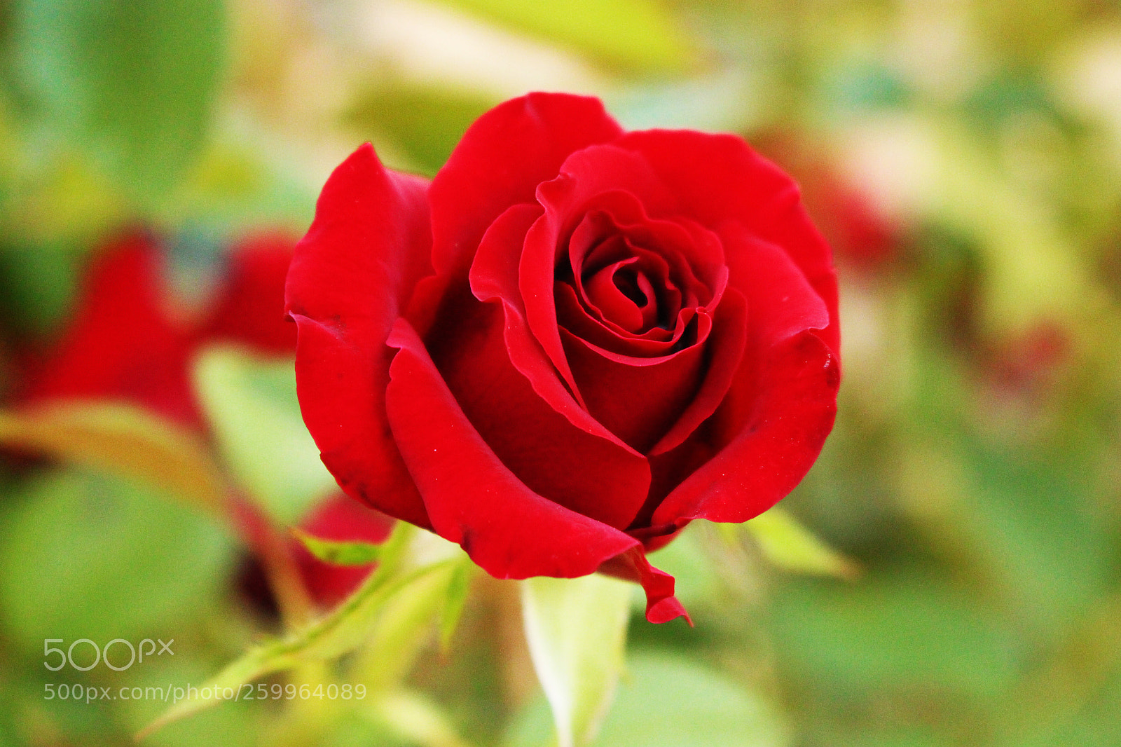 Canon EOS 700D (EOS Rebel T5i / EOS Kiss X7i) sample photo. Img photography