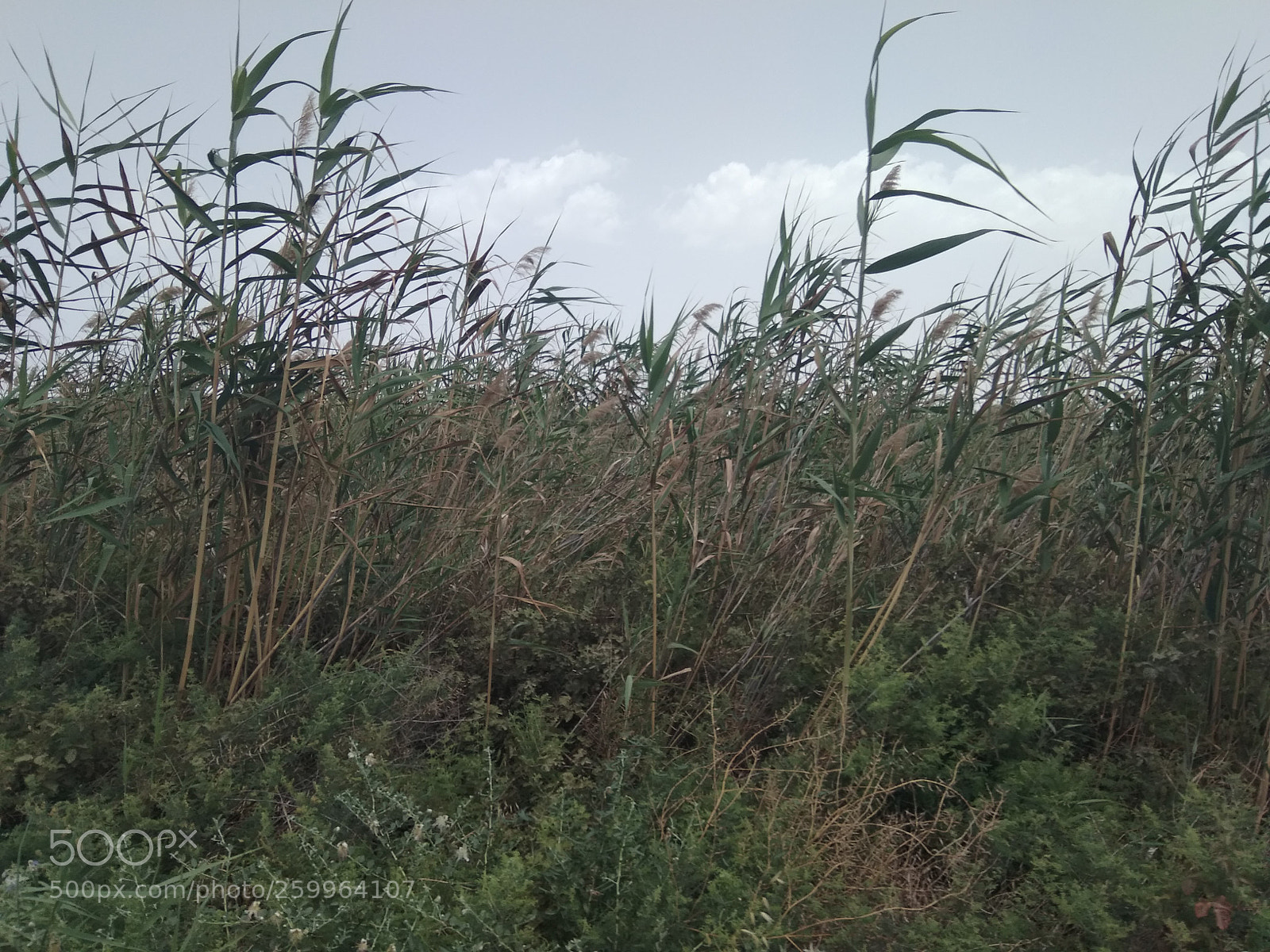 Xiaomi Redmi Note 4 sample photo. Untitled photography