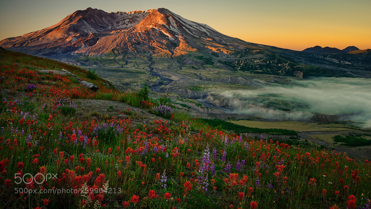 Nikon D800 sample photo. St. helens paintbrush photography