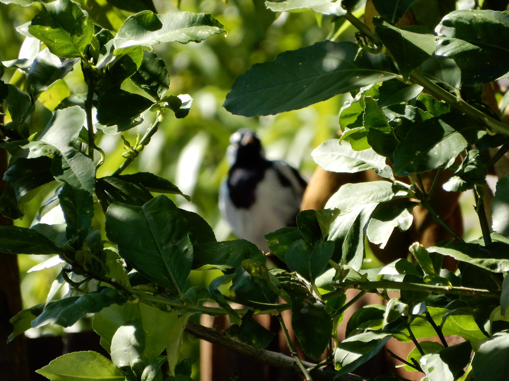 Nikon Coolpix A900 sample photo. Fuzzy perfection photography