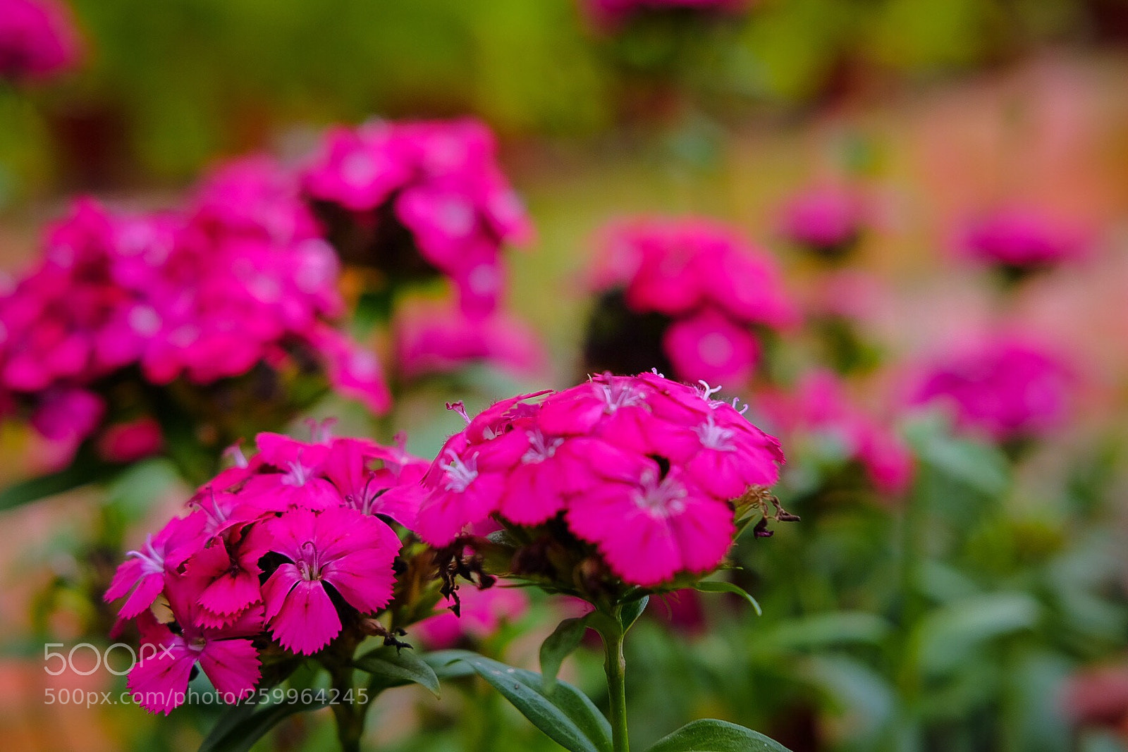 Fujifilm X-T10 sample photo. Untitled photography