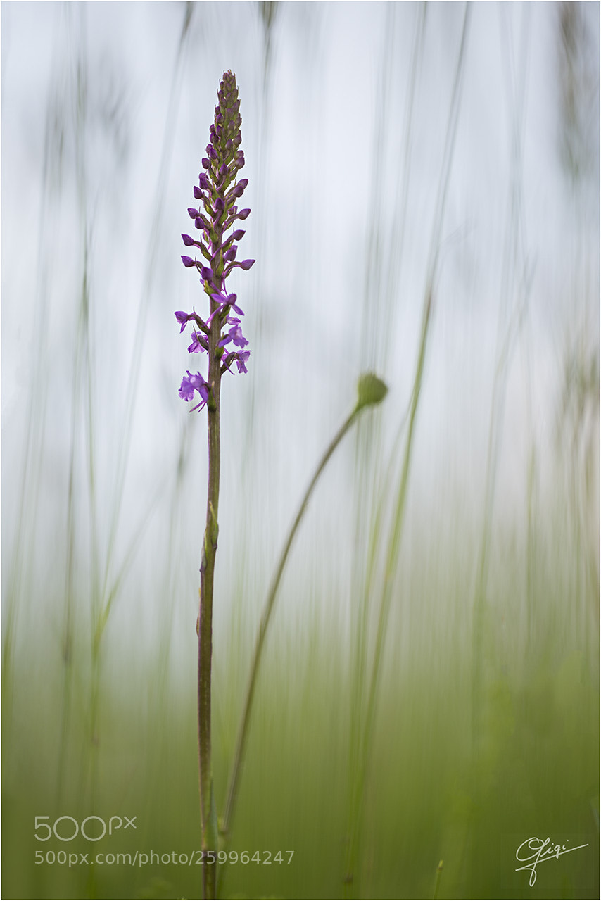 Nikon D610 sample photo. Gymnadenia conopsea photography