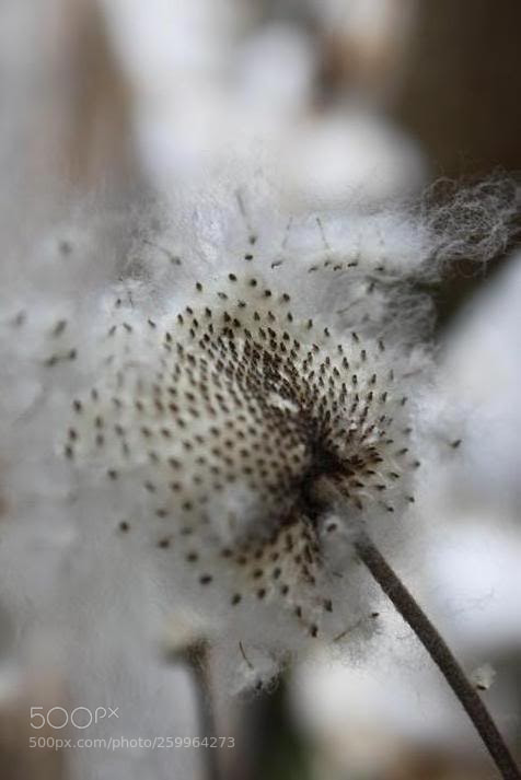Canon EOS 500D (EOS Rebel T1i / EOS Kiss X3) sample photo. Cotton fluff photography