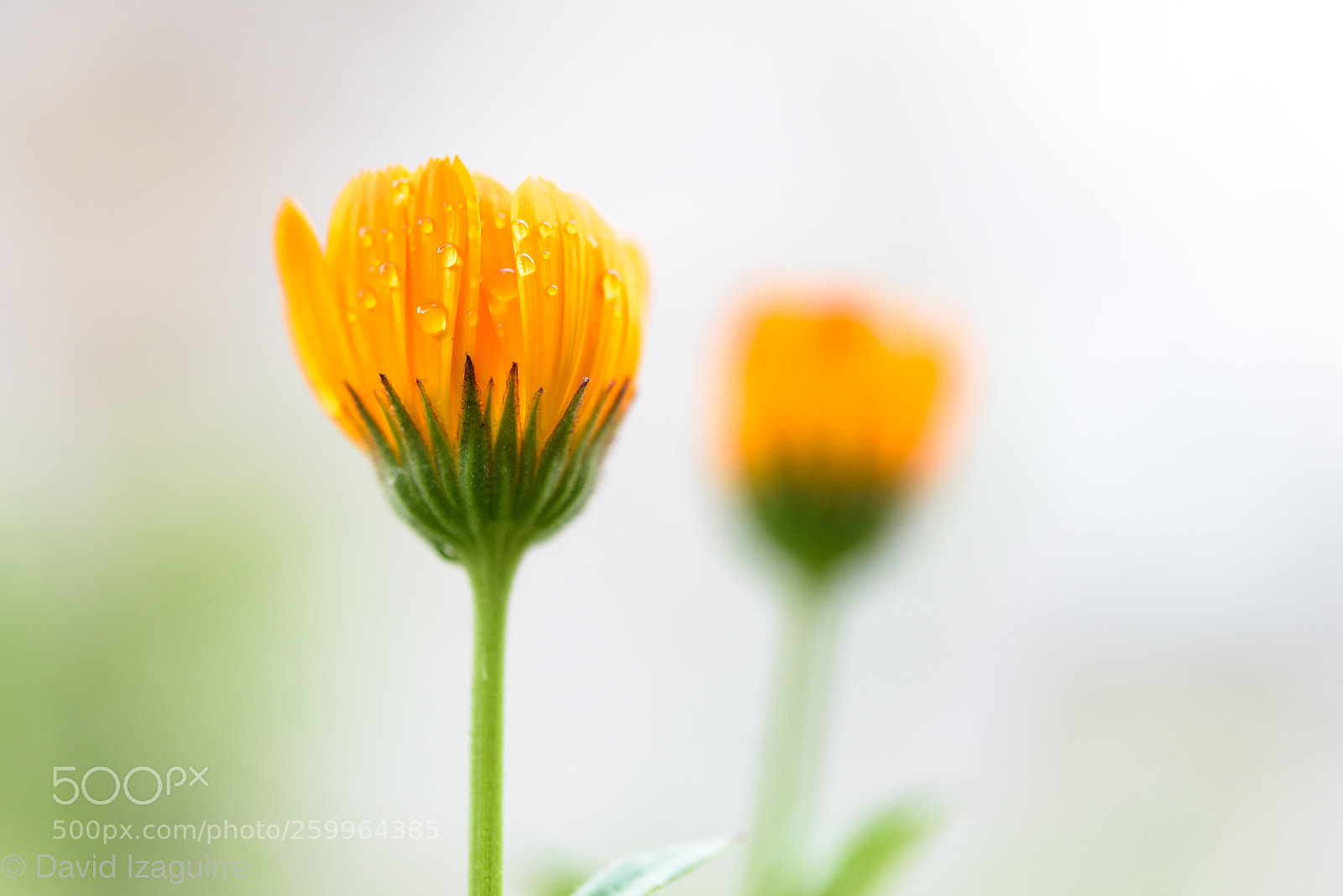 Nikon D750 sample photo. Florecilla photography