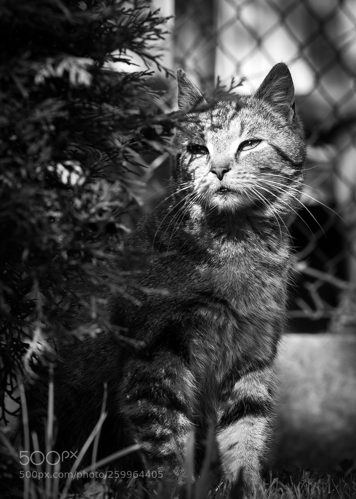Nikon D90 sample photo. Shine on... photography