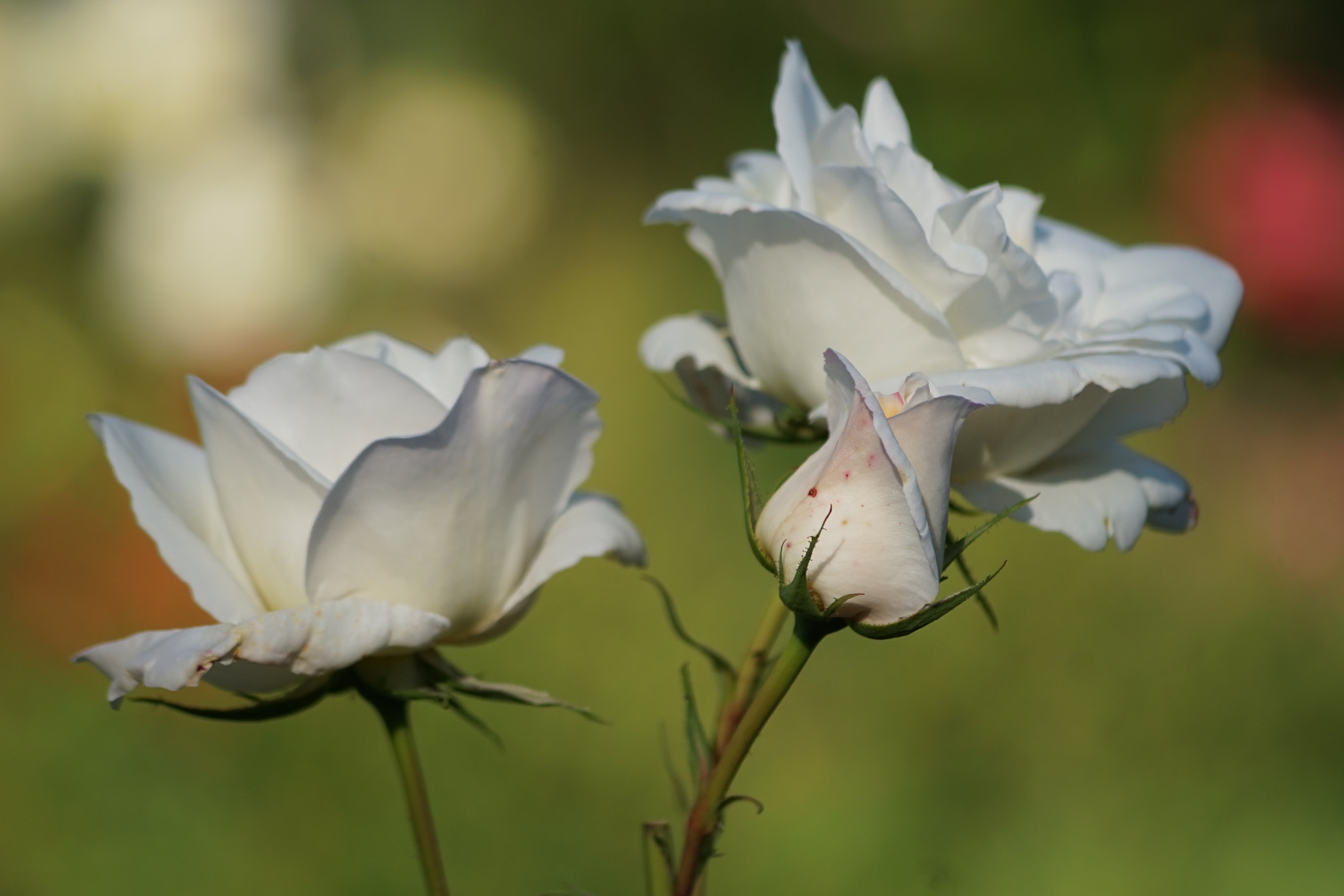 Sony a7 + Sony DT 55-200mm F4-5.6 SAM sample photo. White rose photography