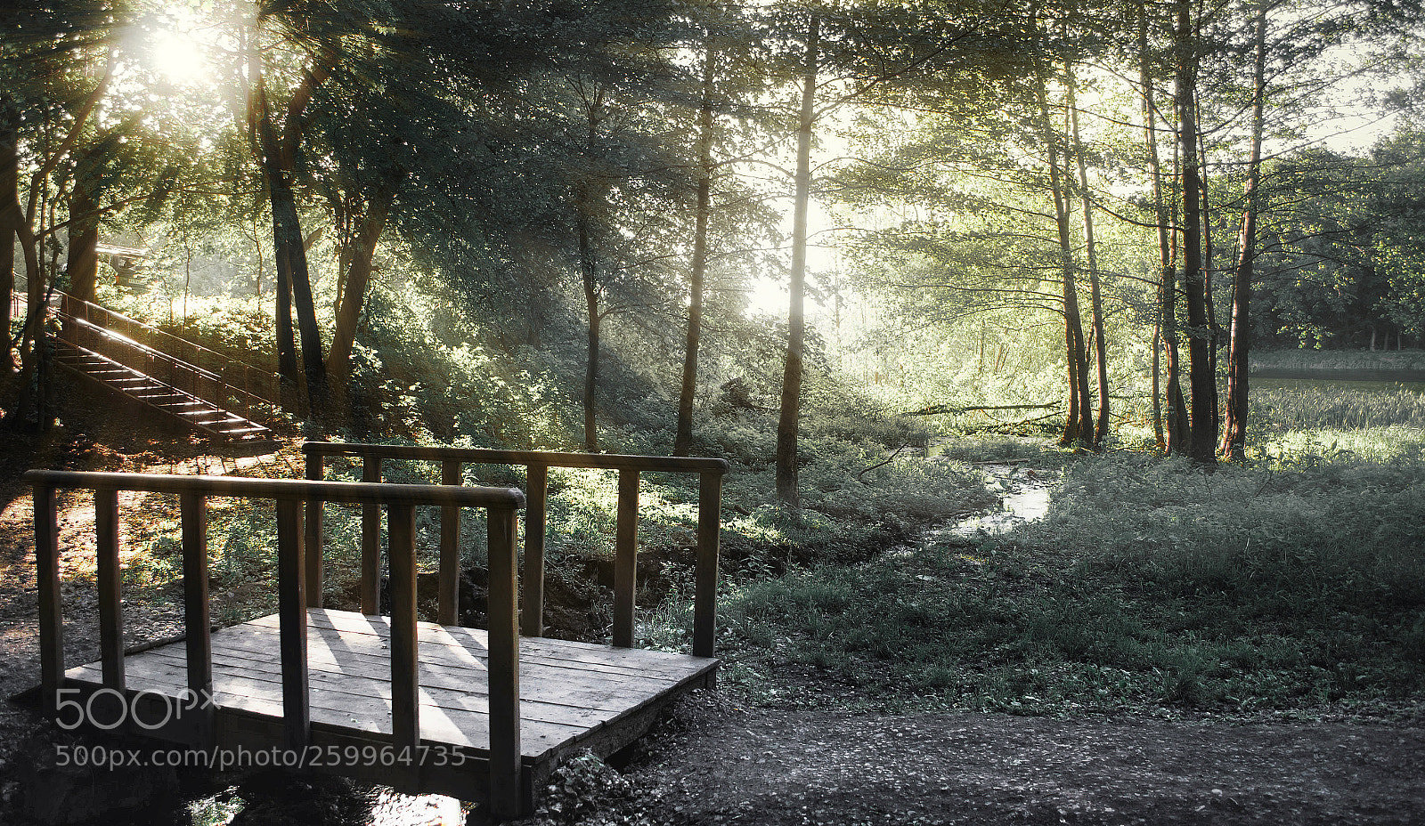 Nikon D7000 sample photo. Evening forest photography
