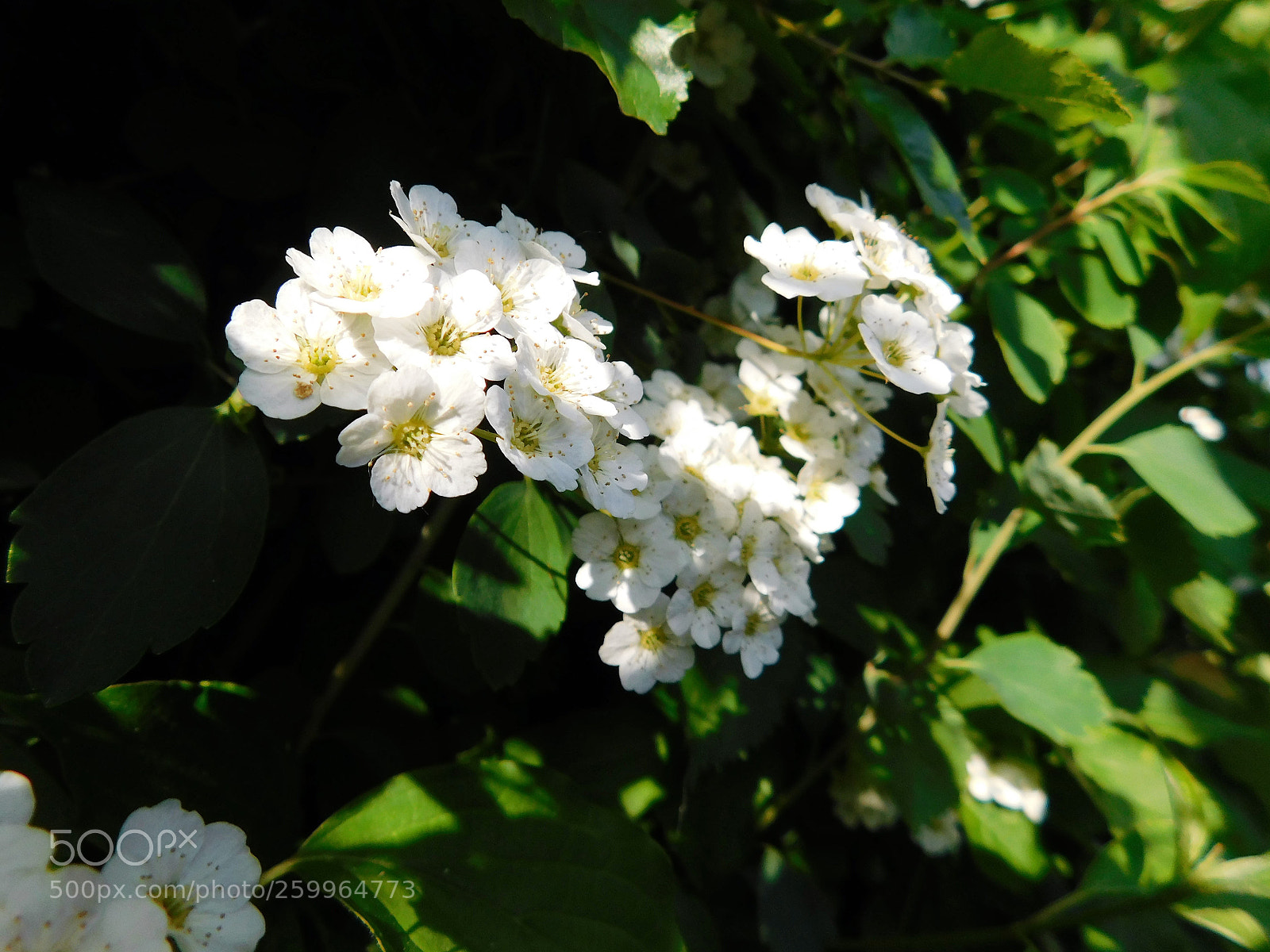 Nikon Coolpix B500 sample photo. Weissdorn photography