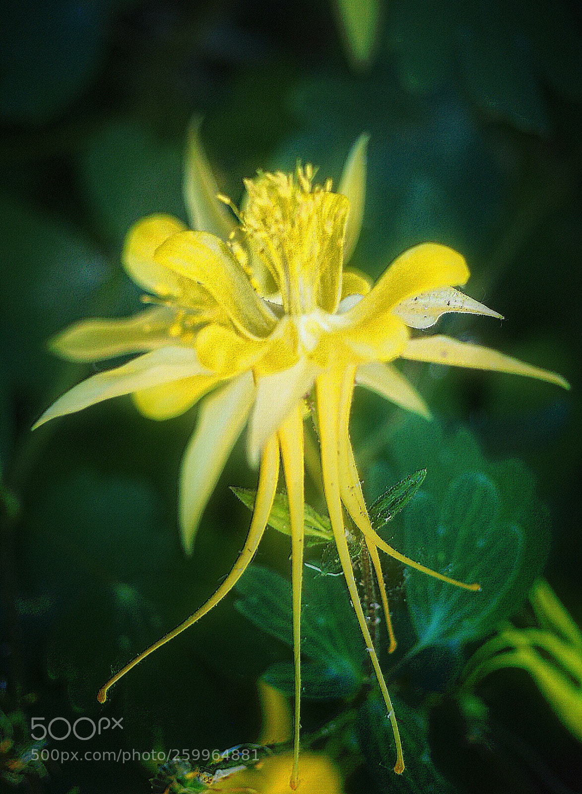 Olympus OM-D E-M10 II sample photo. Santa fe flower  photography