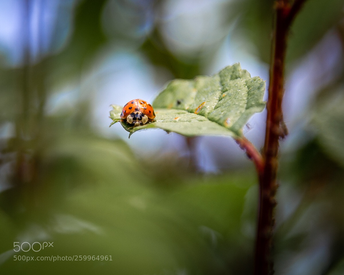 Canon EOS 6D sample photo. Ladybug photography