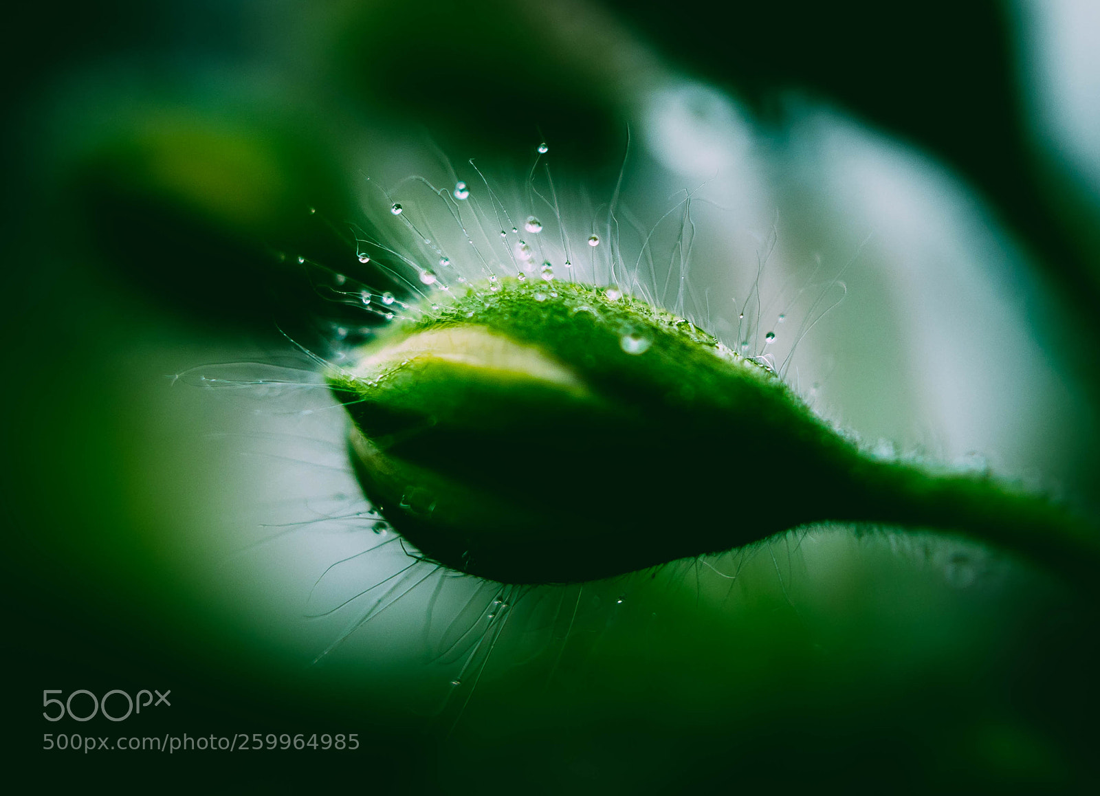 Canon EOS 200D (EOS Rebel SL2 / EOS Kiss X9) sample photo. Water drop ... photography