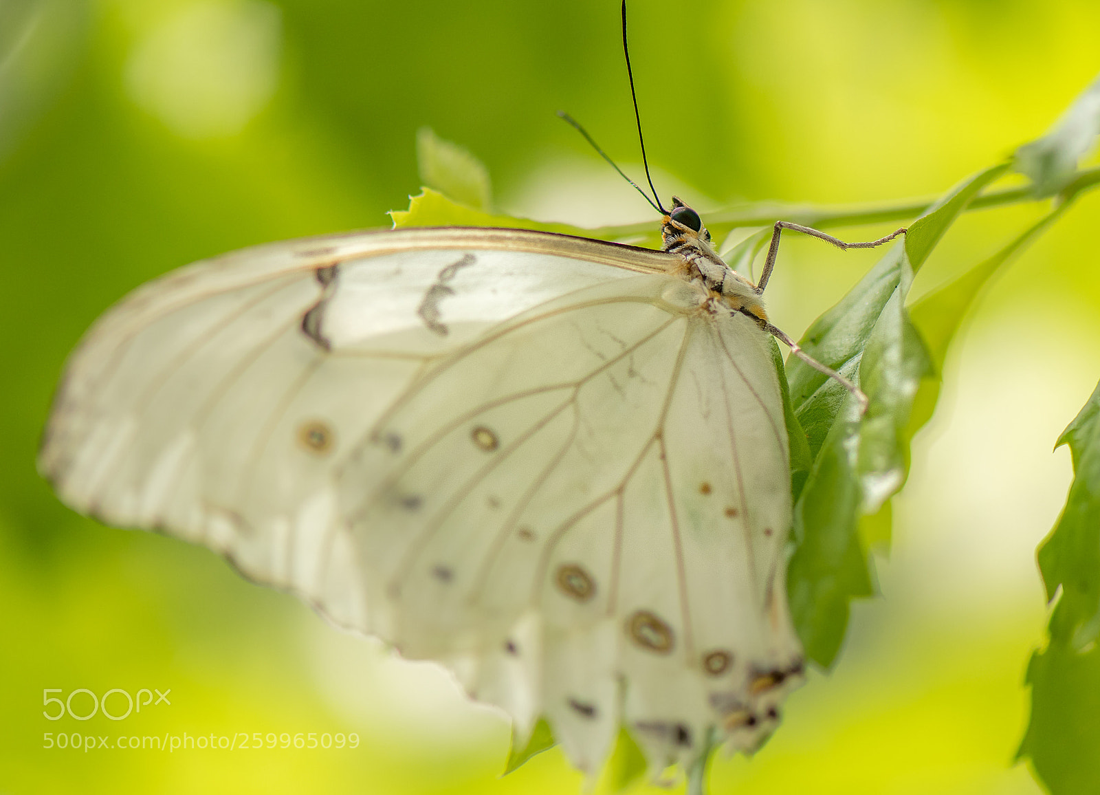 Nikon D500 sample photo. White morpho photography