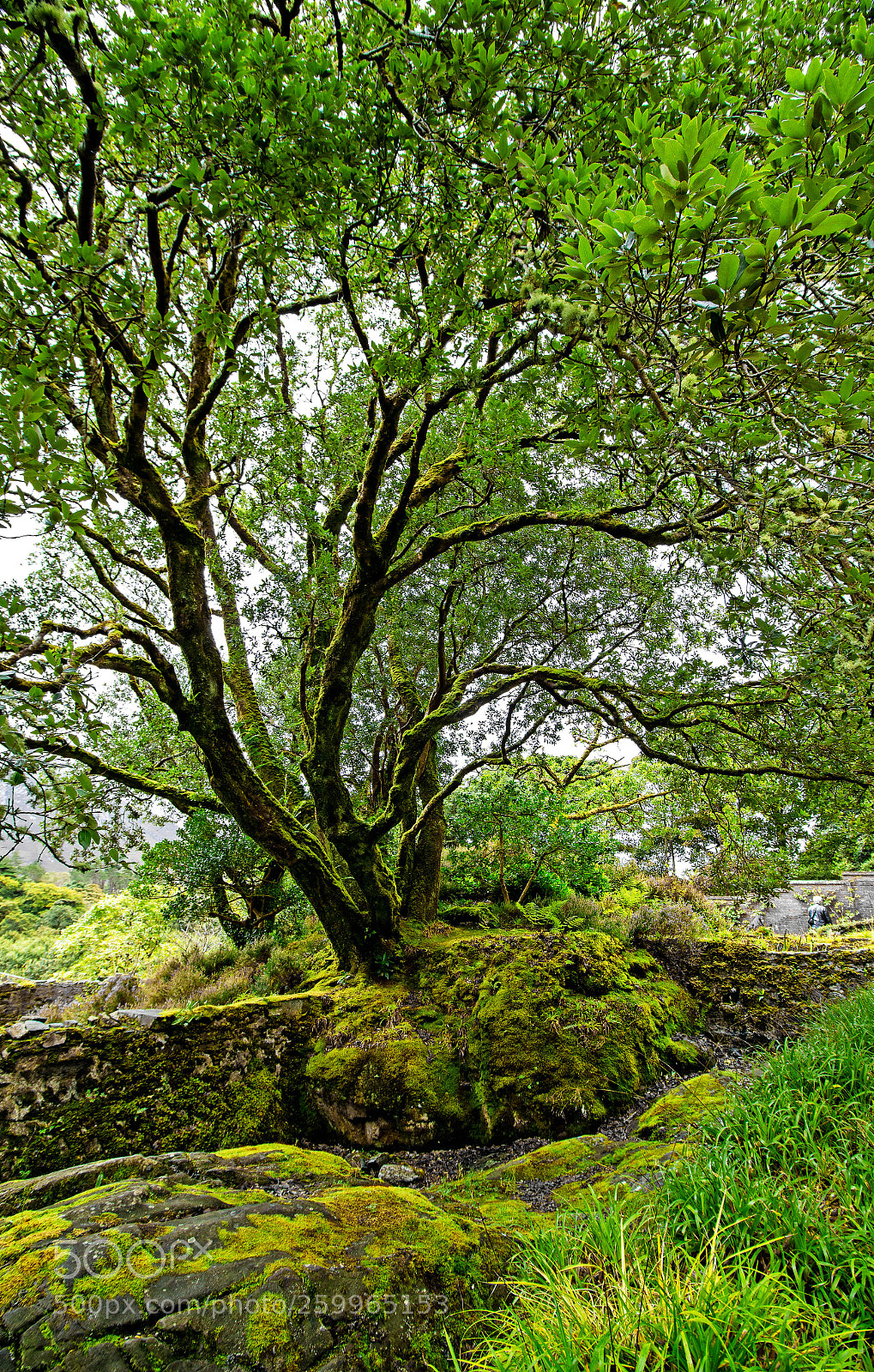 Canon EOS 700D (EOS Rebel T5i / EOS Kiss X7i) sample photo. Forty shades of green photography
