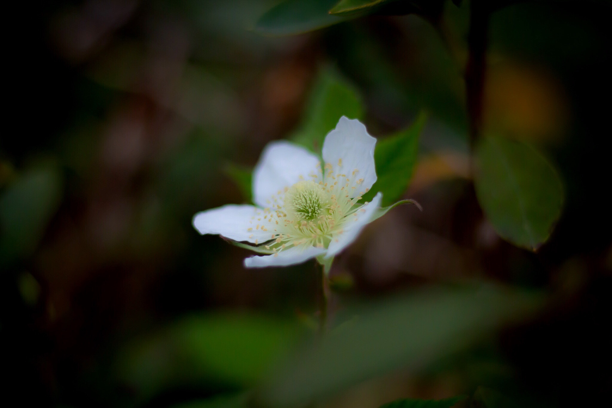 Canon EOS 700D (EOS Rebel T5i / EOS Kiss X7i) sample photo. Wild strawberries photography