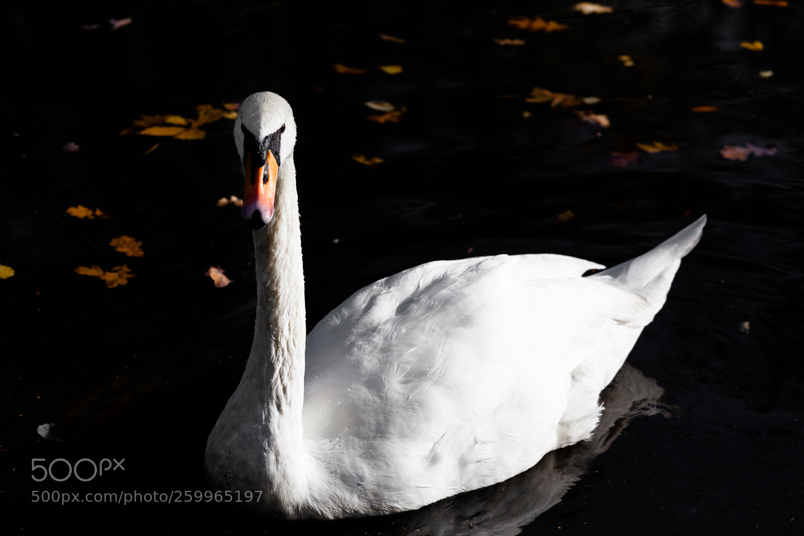 Canon EOS 5D Mark II sample photo. Swan photography