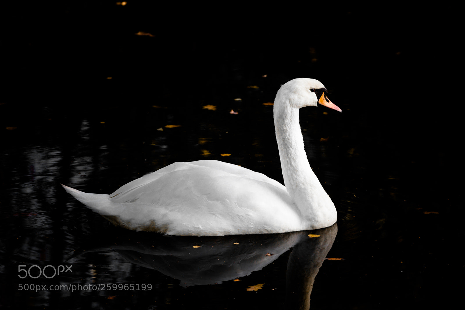 Canon EOS 5D Mark II sample photo. Swan photography