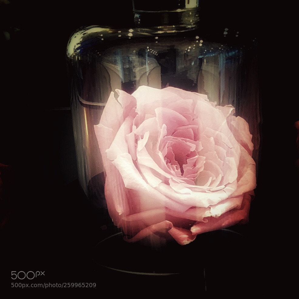 Apple iPhone 8 Plus sample photo. Rose. bottled photography
