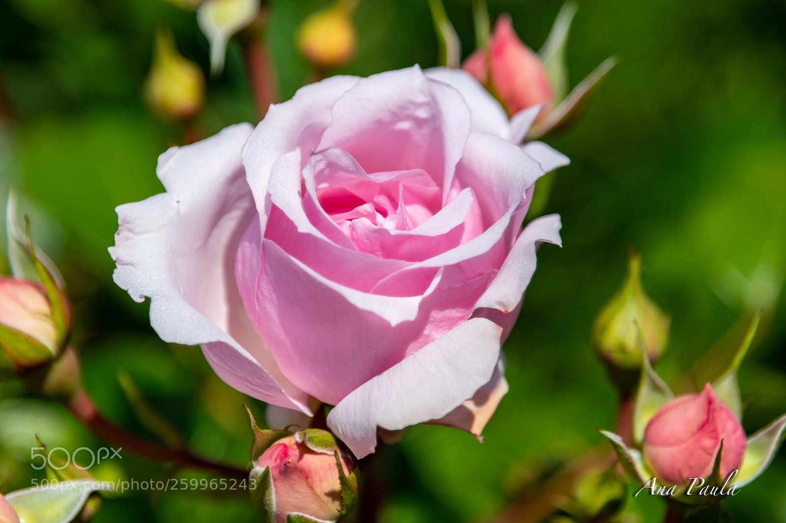 Nikon D500 sample photo. Rose photography