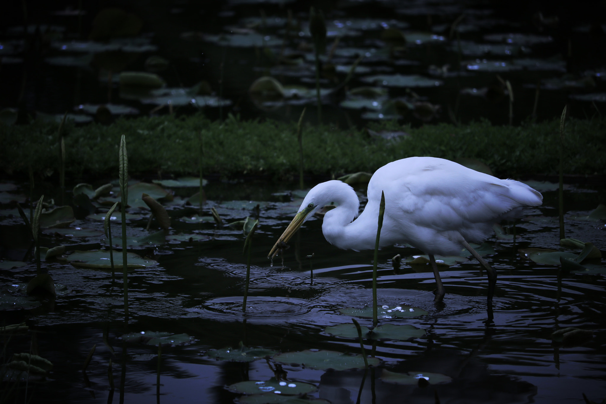 Canon EOS 750D (EOS Rebel T6i / EOS Kiss X8i) sample photo. White bird photography