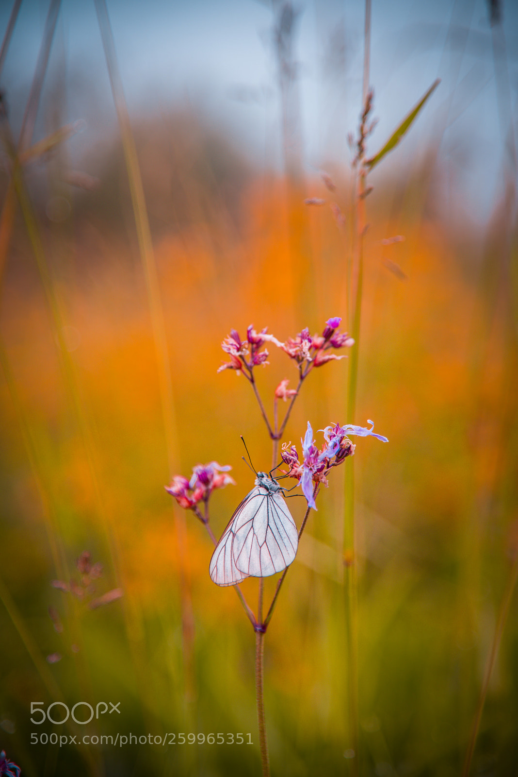Nikon D750 sample photo. Butterfly resting on flower photography