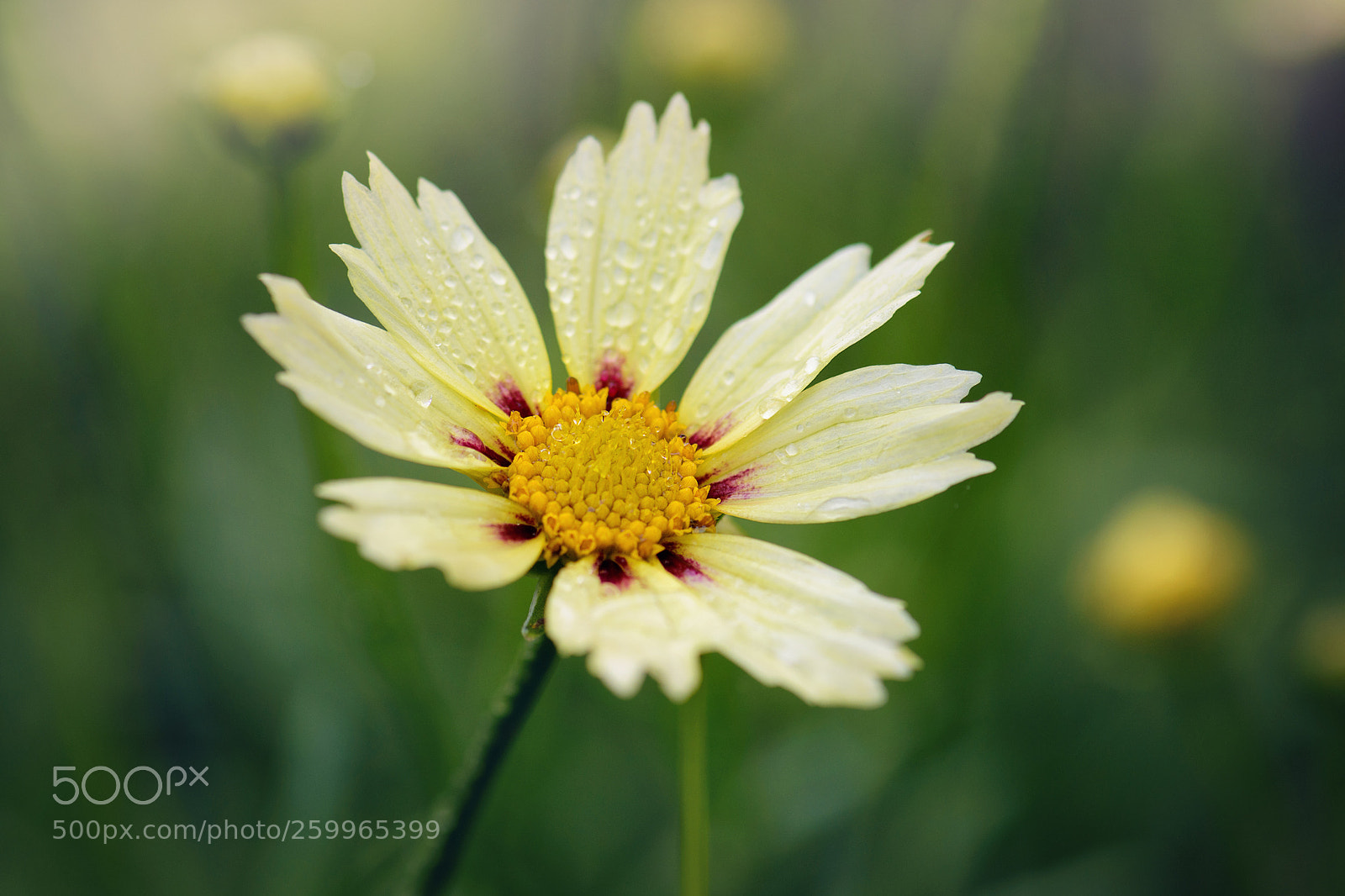 Nikon D5500 sample photo. Daisy photography