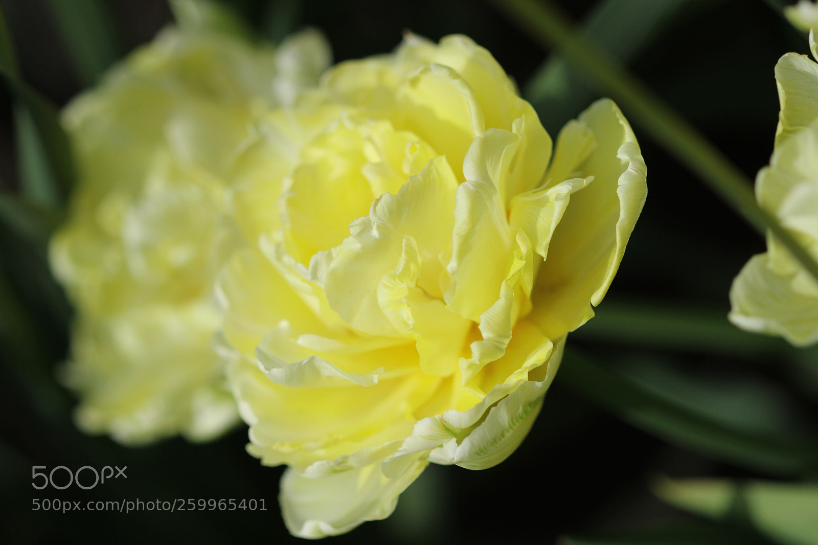 Canon EOS 600D (Rebel EOS T3i / EOS Kiss X5) sample photo. Terry tulip photography