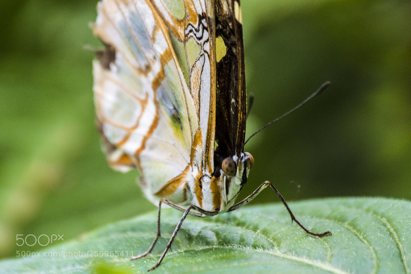 Nikon D3200 sample photo. Butterfly # photography
