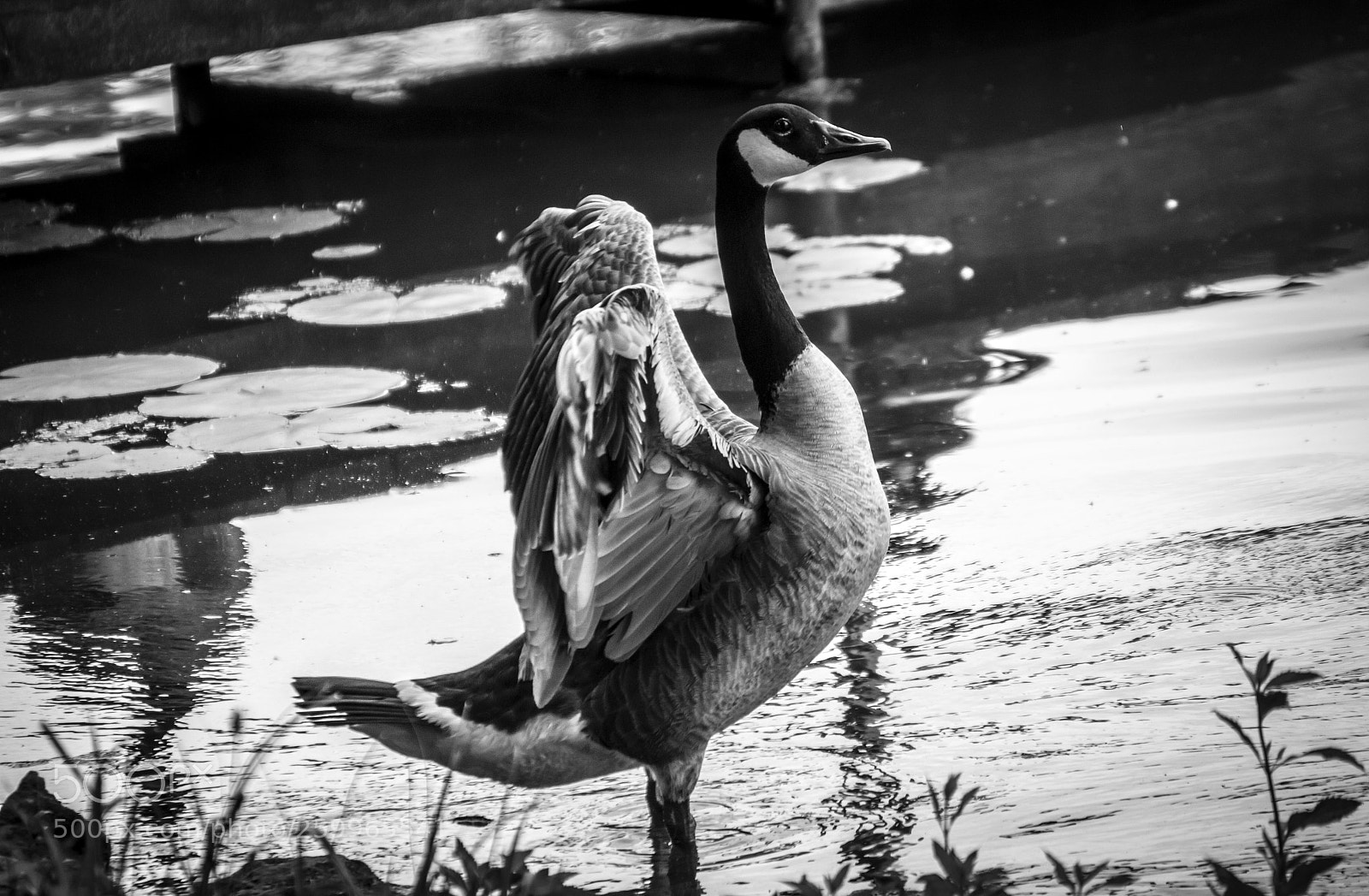 Nikon D3200 sample photo. Goose photography