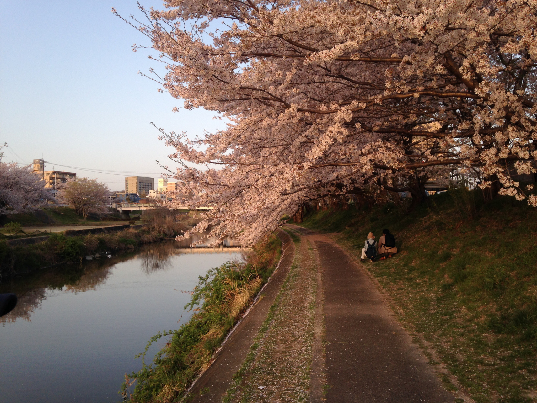 Apple iPhone 5c sample photo. Cherry blossom 🌸 photography