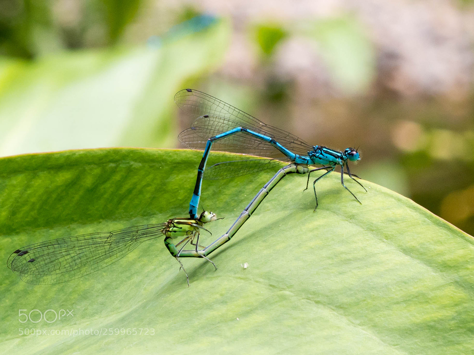 Olympus OM-D E-M10 sample photo. Pairing of blue and photography