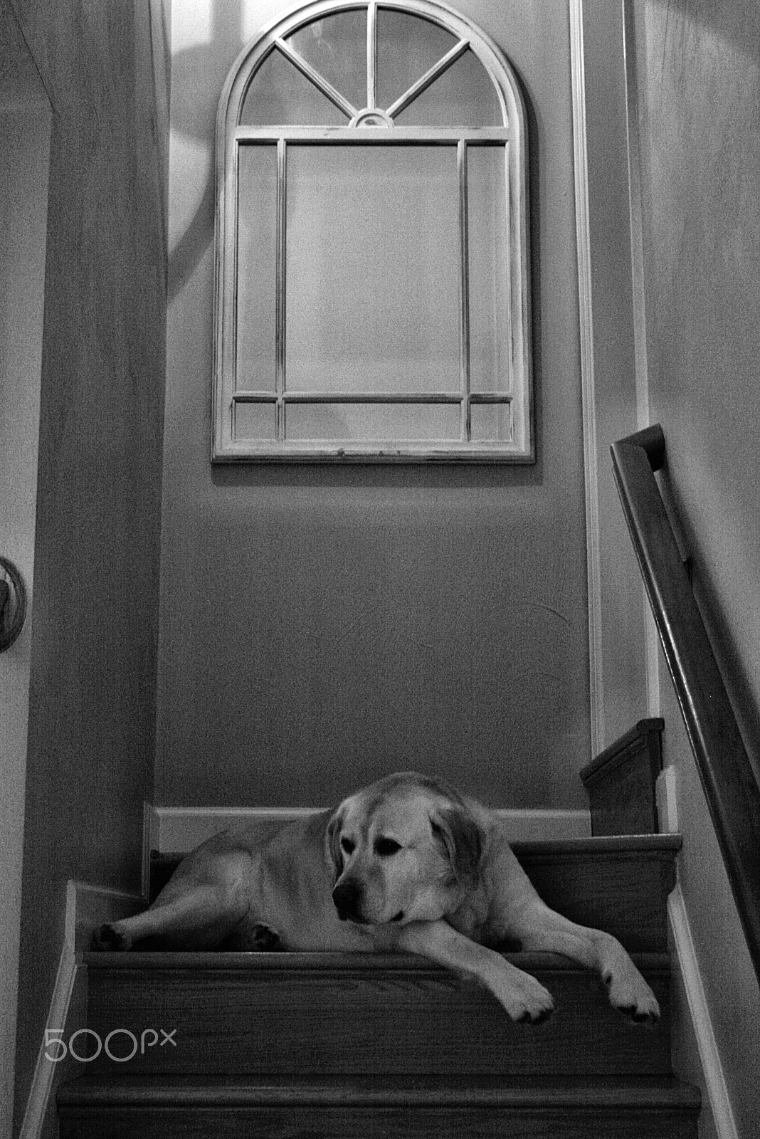 Canon EOS 400D (EOS Digital Rebel XTi / EOS Kiss Digital X) sample photo. Old dog photography