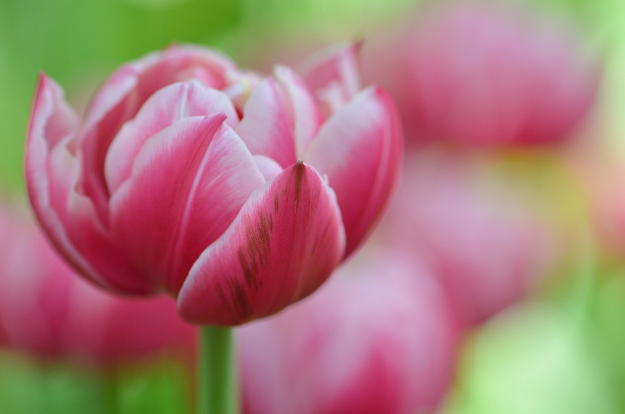 Nikon AF-S Micro-Nikkor 105mm F2.8G IF-ED VR sample photo. Bokeh photography
