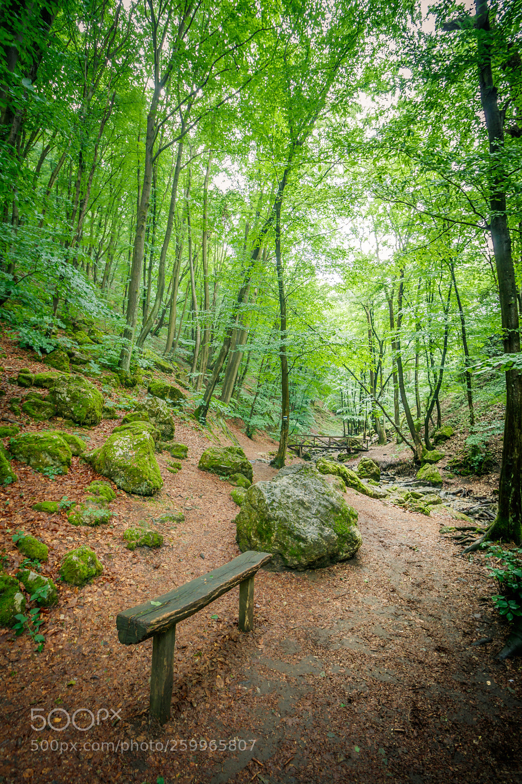 Canon EOS 80D sample photo. Forest photography