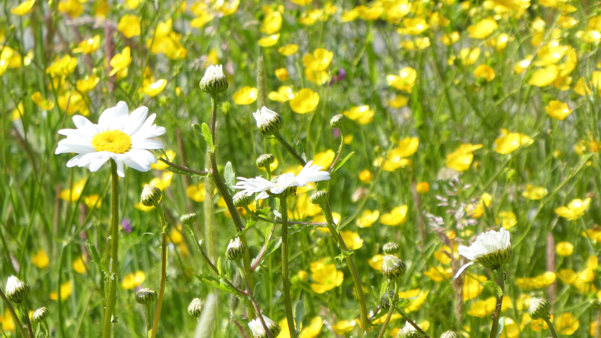 Panasonic Lumix DMC-ZS60 (Lumix DMC-TZ80) sample photo. Summer flowers photography