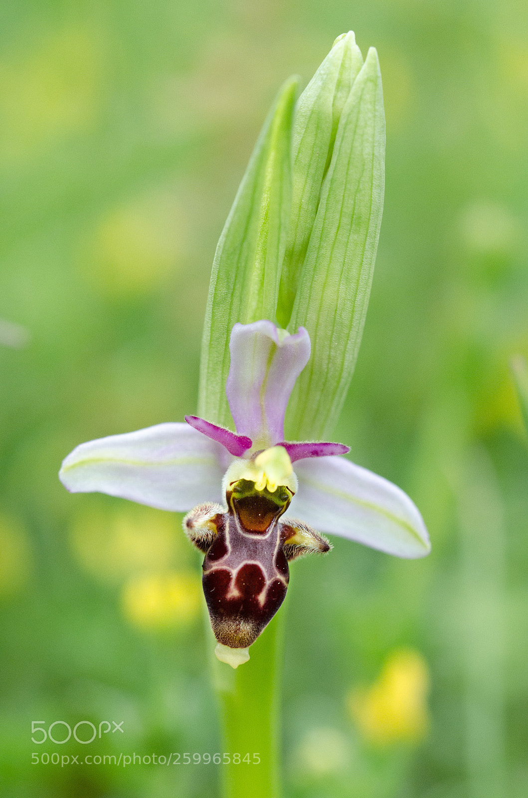 Nikon D5100 sample photo. Ophrys photography