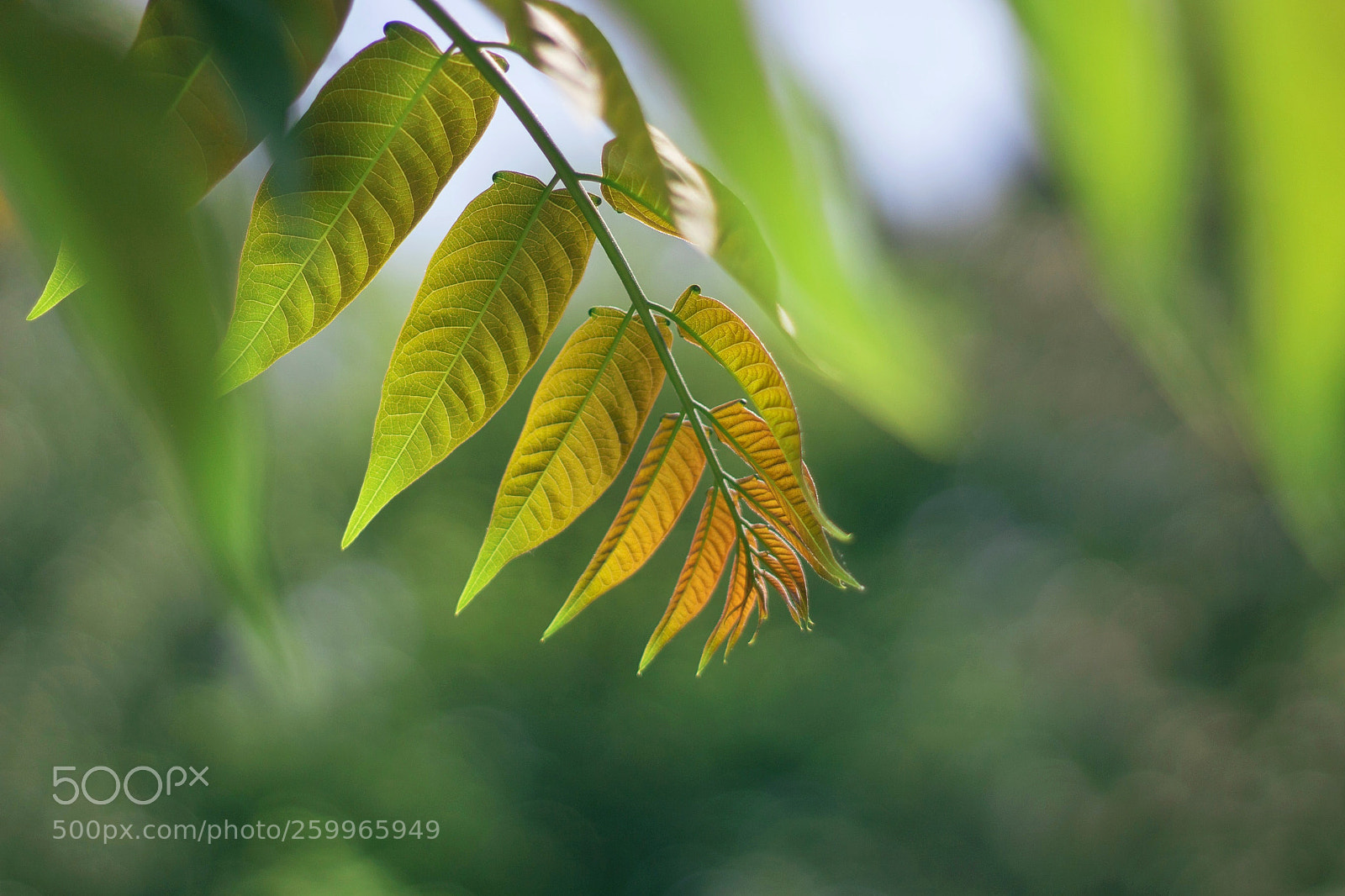 Canon EOS 100D (EOS Rebel SL1 / EOS Kiss X7) sample photo. Leaf photography