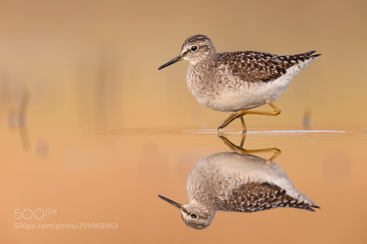 Canon EOS 5D Mark IV sample photo. Wood sandpiper mirror photography