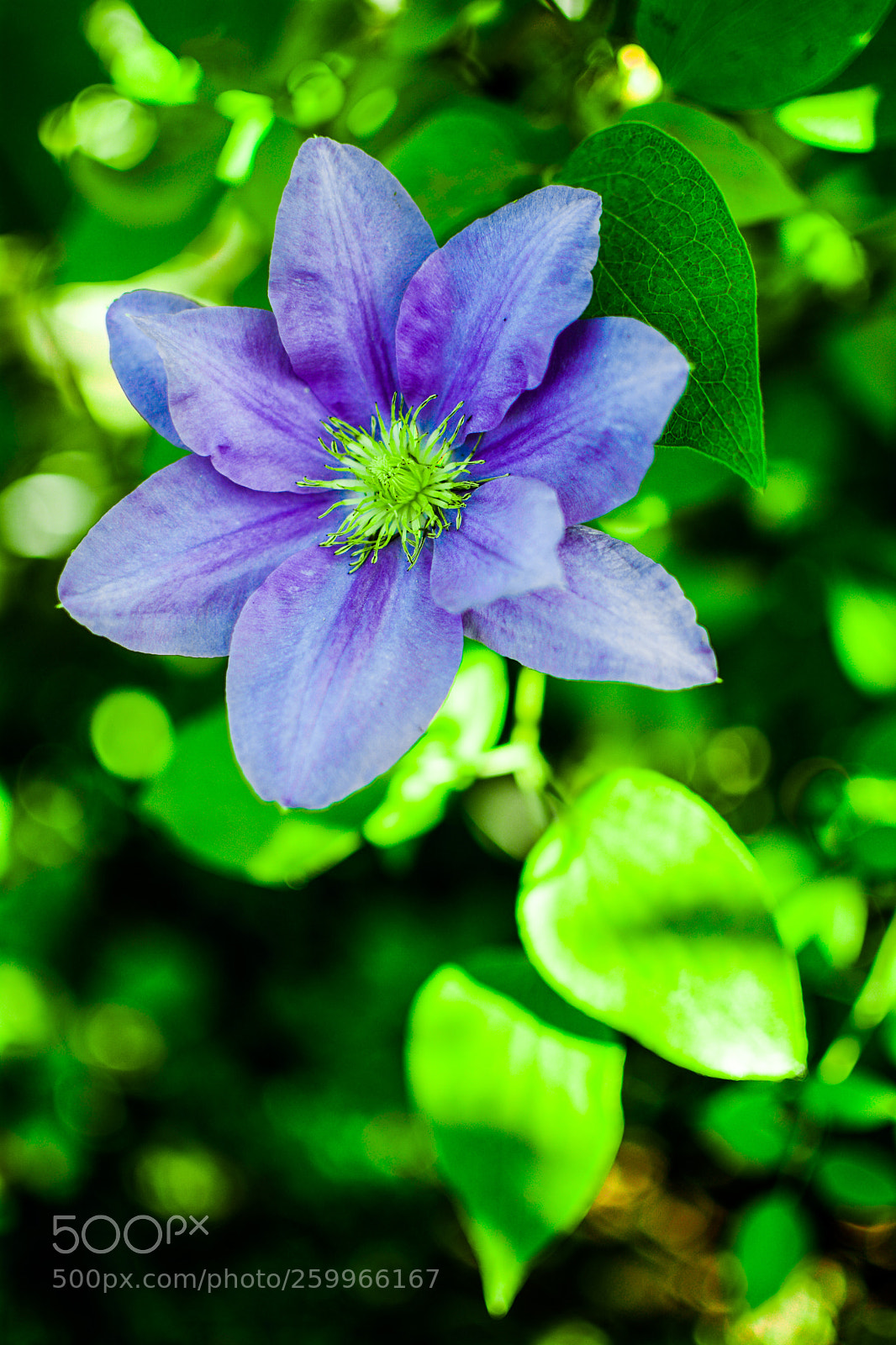 Nikon D7100 sample photo. Clematis 29.5.2018 photography