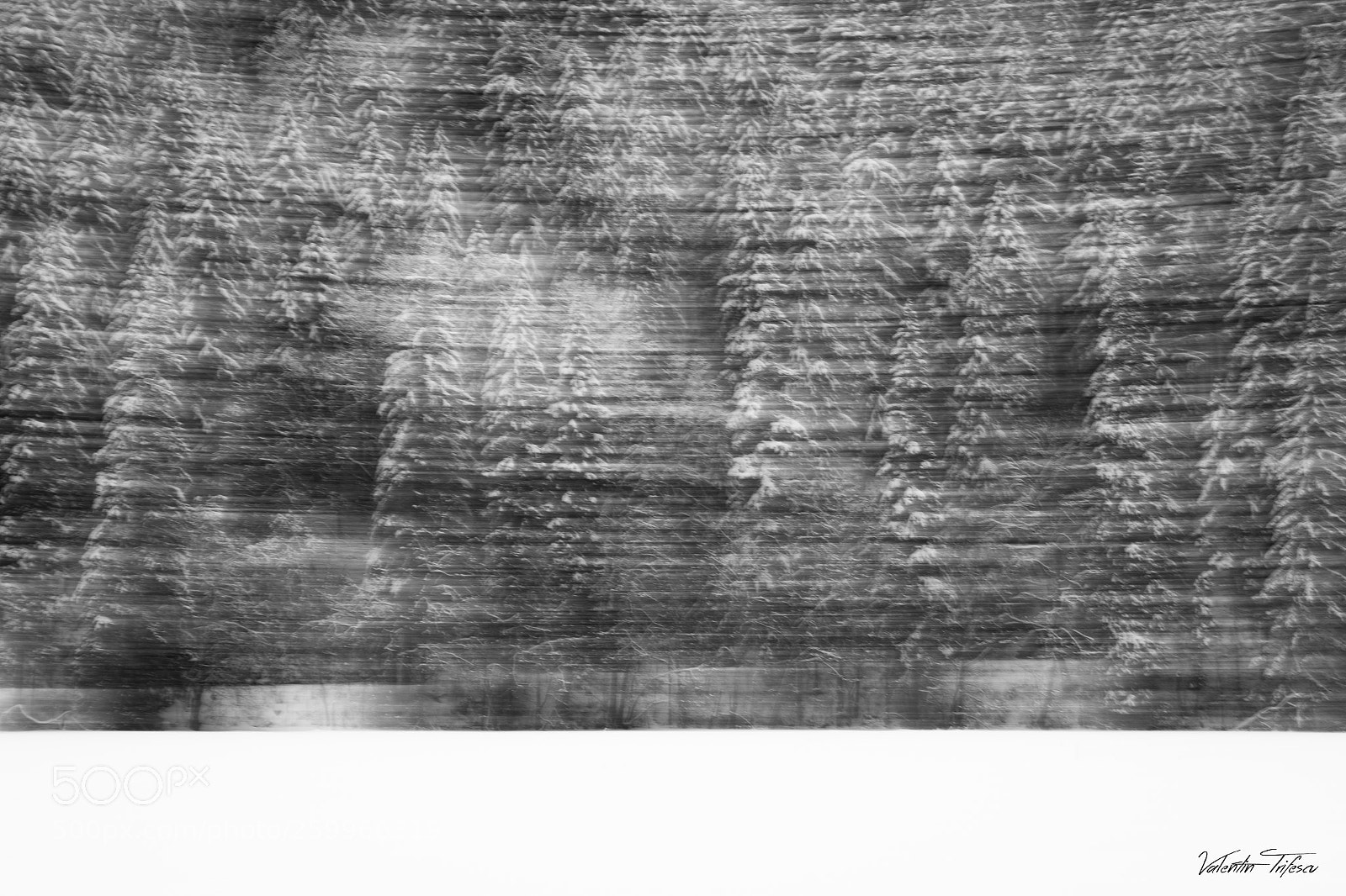 Nikon D500 sample photo. Motion... photography