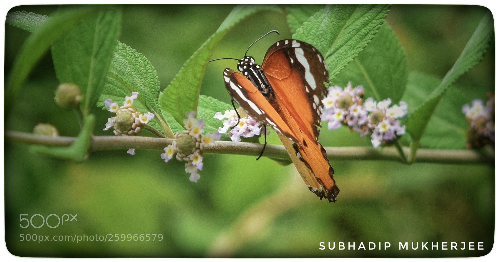 Nikon D3300 sample photo. Mysterious butterfly photography