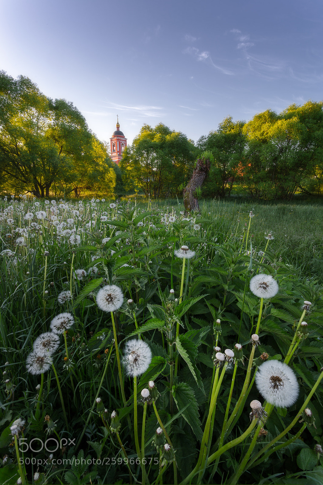 Canon EOS 6D sample photo. Dandelions photography