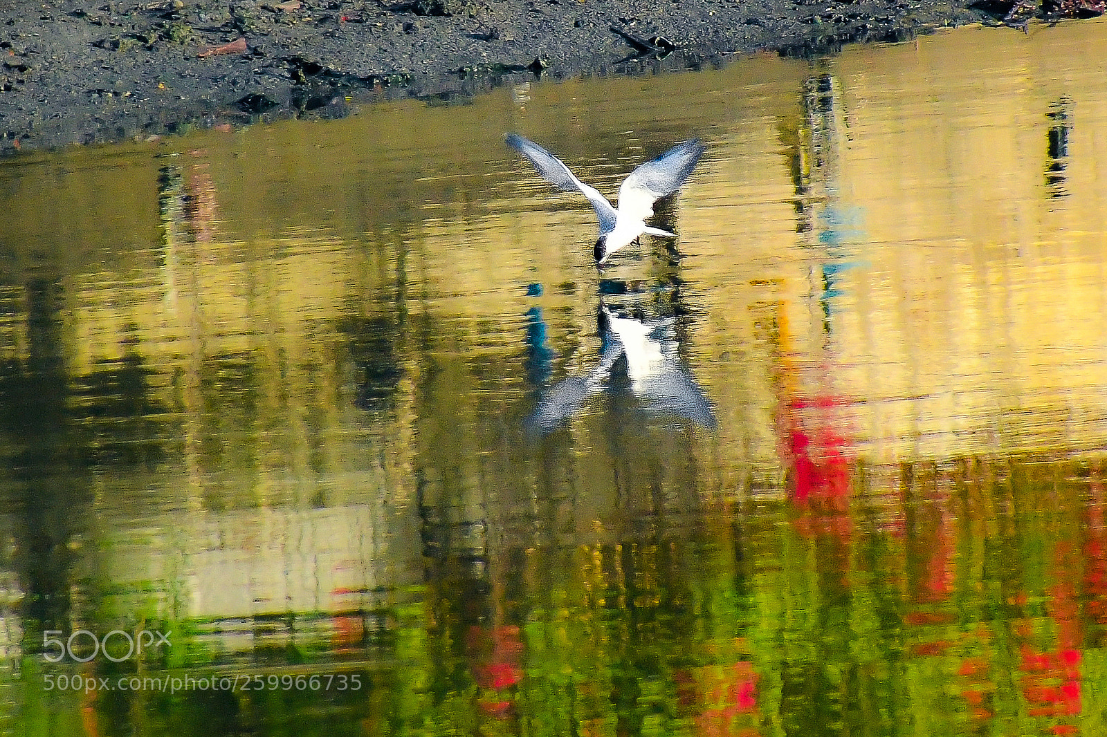 Nikon D7500 sample photo. Hunting photography