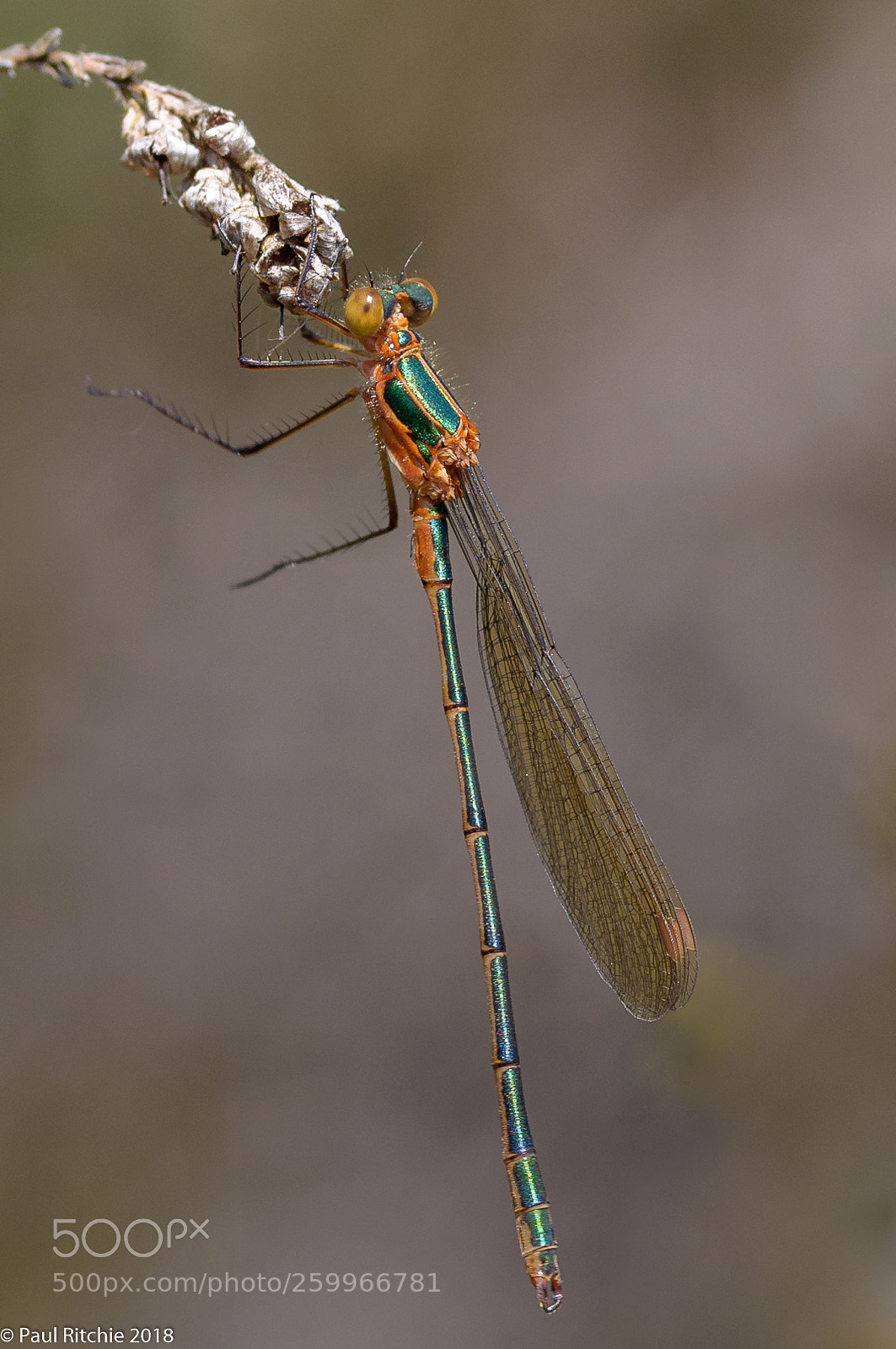 Nikon D90 sample photo. Dangle photography
