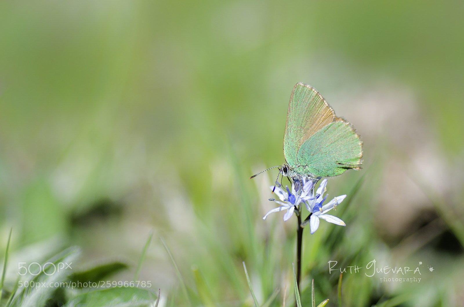 Nikon D7000 sample photo. Green hairstreak photography