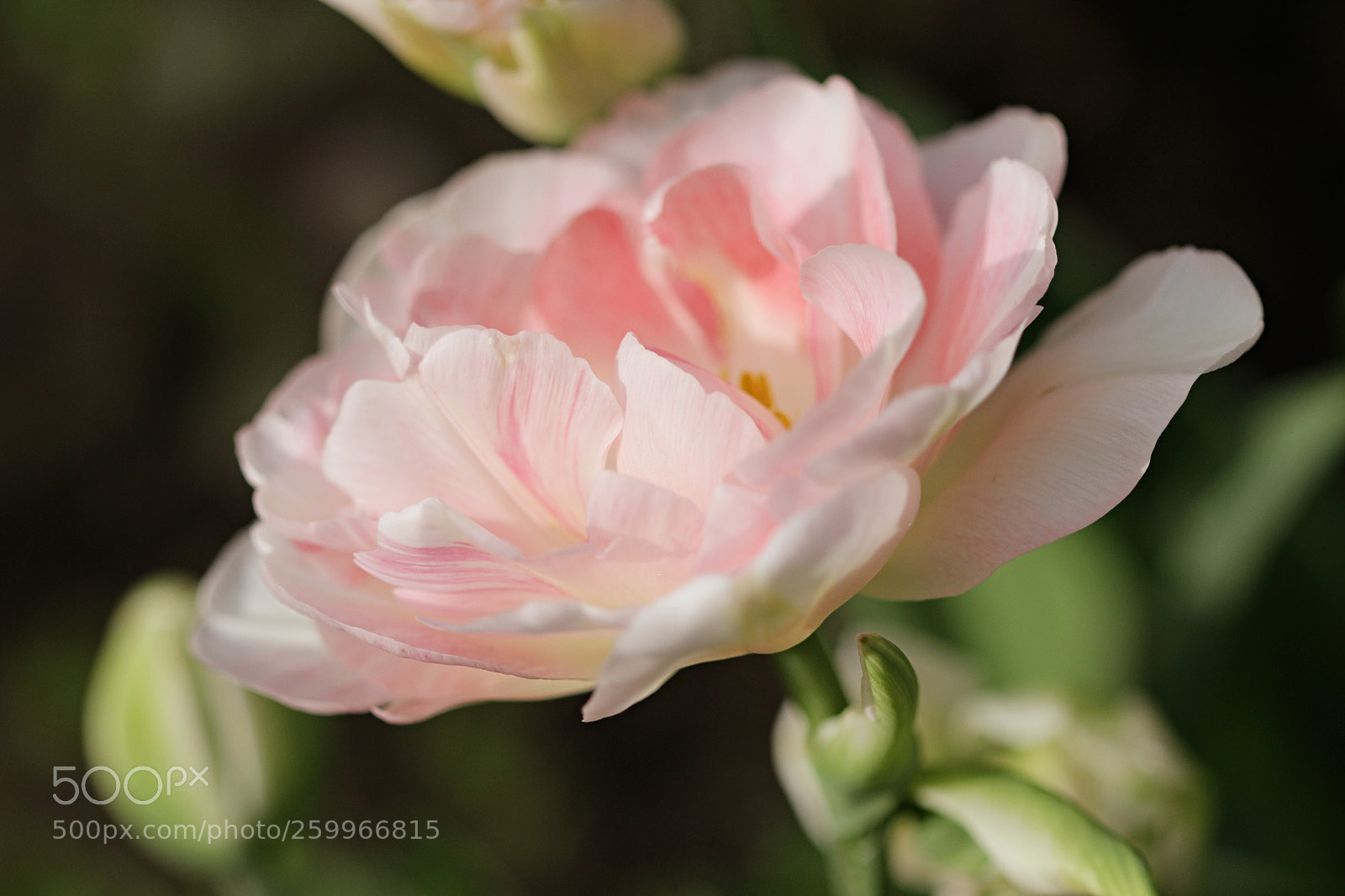Canon EOS 600D (Rebel EOS T3i / EOS Kiss X5) sample photo. Delicacy photography