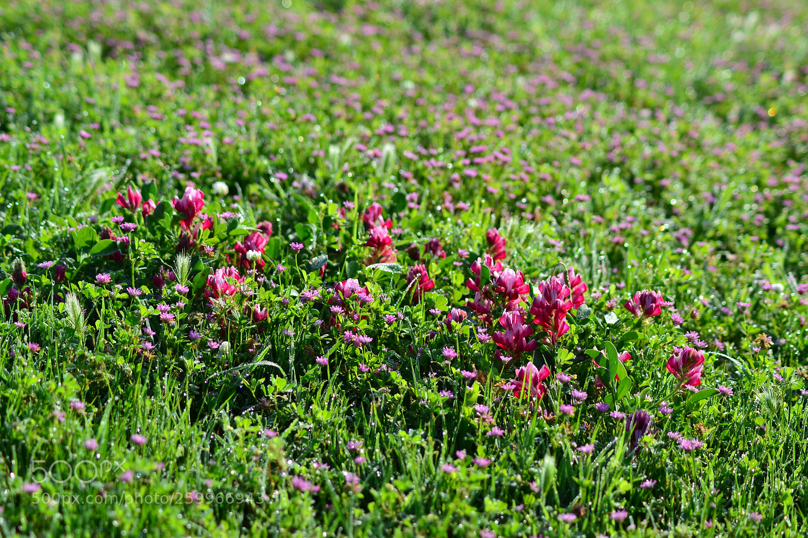 Nikon D3100 sample photo. Dsc photography